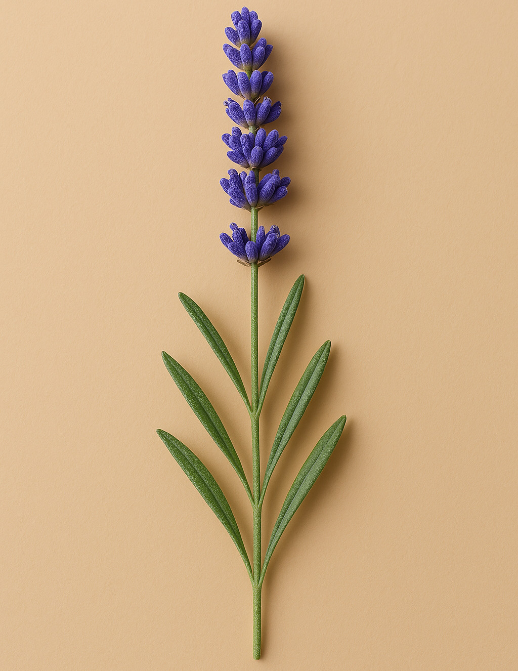Prodotti lavanda la Bottega di Isabel16